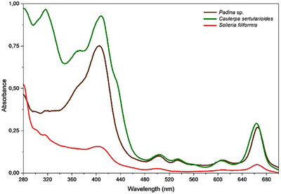 PMC12715994 – cbdv70569-fig-0006