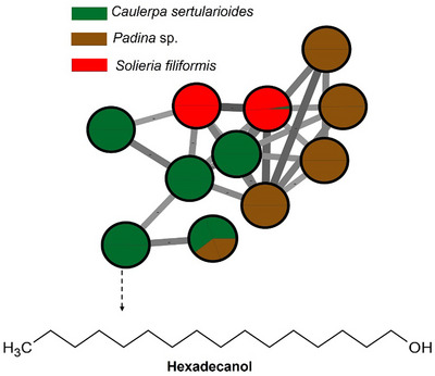 PMC12715994 – cbdv70569-fig-0003