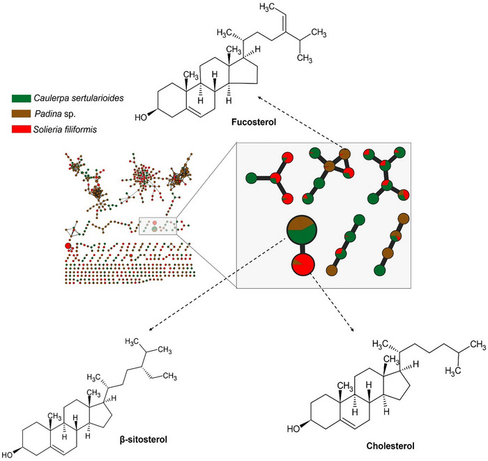 PMC12715994 – cbdv70569-fig-0001