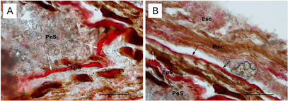 PMC12629160 – cbdv70197-fig-0002