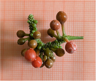 PMC12629160 – cbdv70197-fig-0008