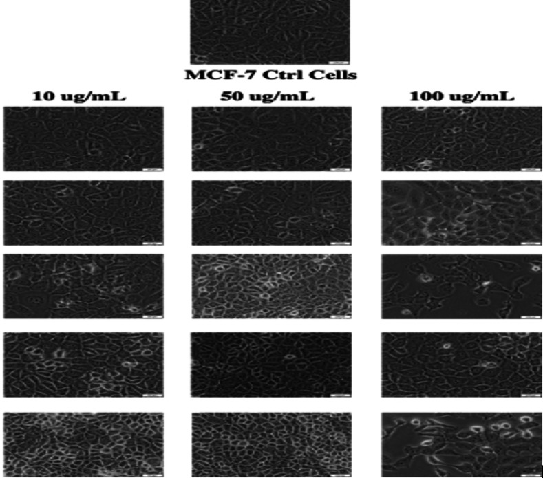 PMC11741164 – cbdv202400373-fig-0002