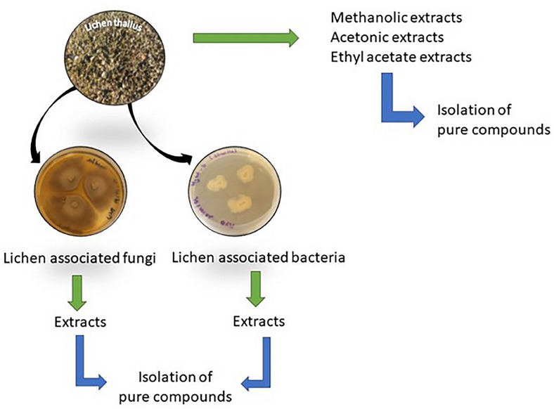 PMC12004889 – cbdv202401557-fig-0003