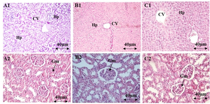 PMC11908776 – cbdv202401580-fig-0001