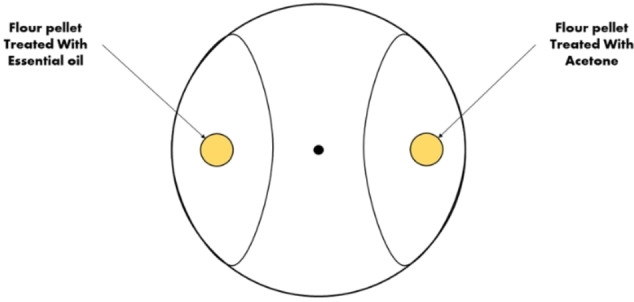 PMC11908773 – cbdv202402043-fig-0007