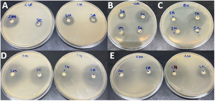 PMC12270359 – cbdv202402093-fig-0003