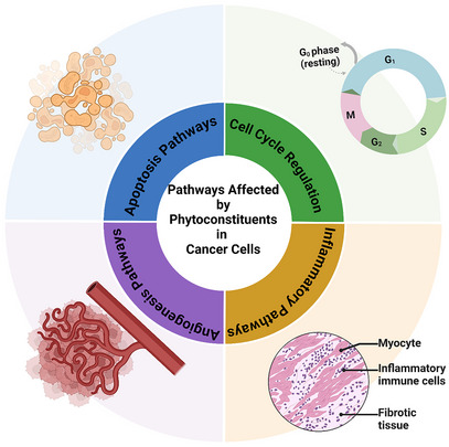 PMC12351433 – cbdv202402479-fig-0003