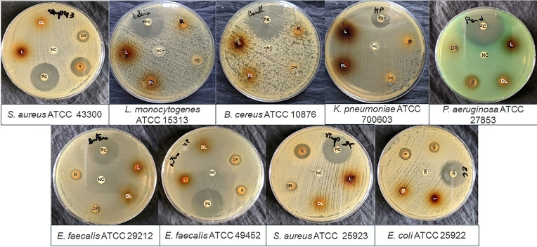 PMC11741163 – cbdv202402662-fig-0001
