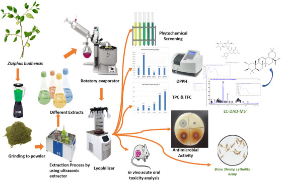 PMC12351441 – cbdv202402835-fig-0001