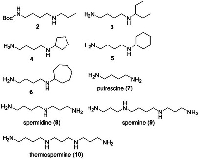 PMC12004904 – cbdv202403213-fig-0002