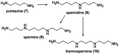 PMC12004904 – cbdv202403213-fig-0003