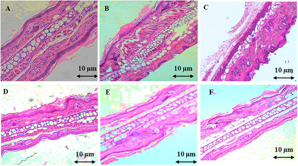 PMC12351438 – cbdv202403241-fig-0002