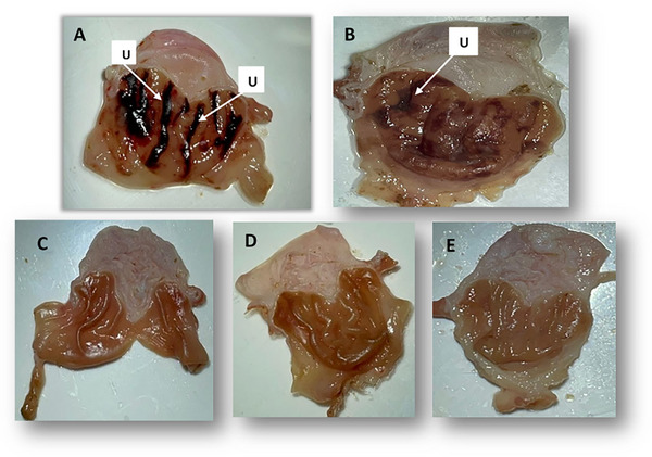 PMC12351438 – cbdv202403241-fig-0003