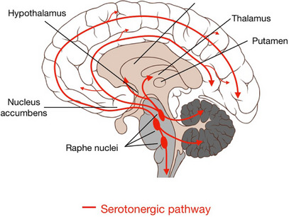 PMC12351446 – cbdv202403401-fig-0002