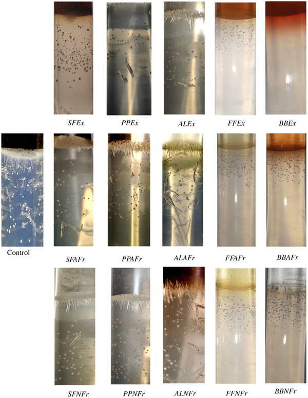 PMC12270373 – cbdv202500023-fig-0004