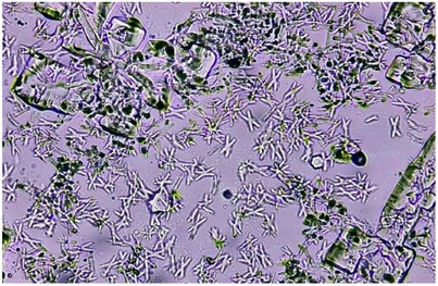 PMC12270373 – cbdv202500023-fig-0001
