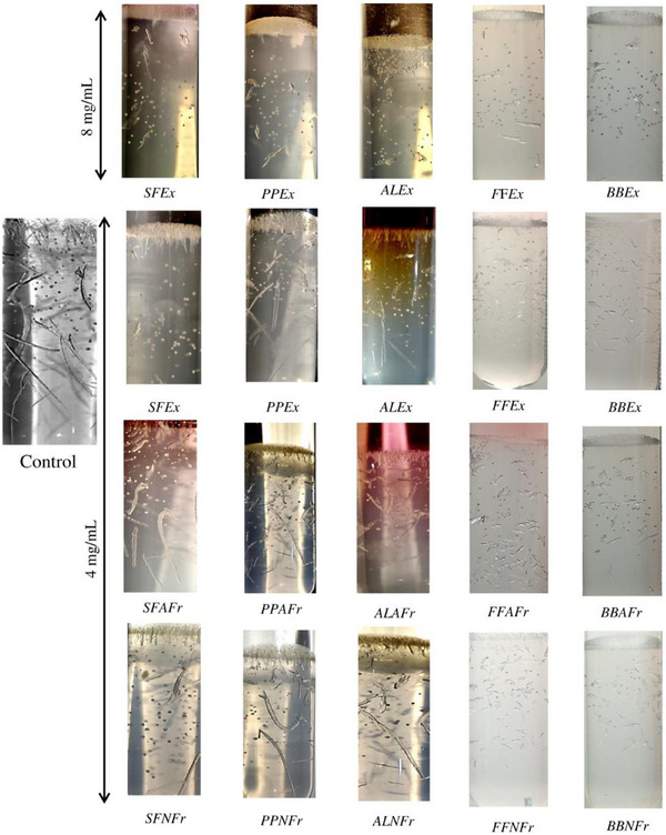 PMC12270373 – cbdv202500023-fig-0003