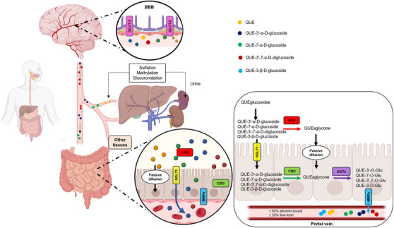 PMC12351435 – cbdv202500119-fig-0004