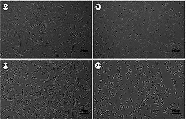 PMC12781164 – cbdv70837-fig-0004