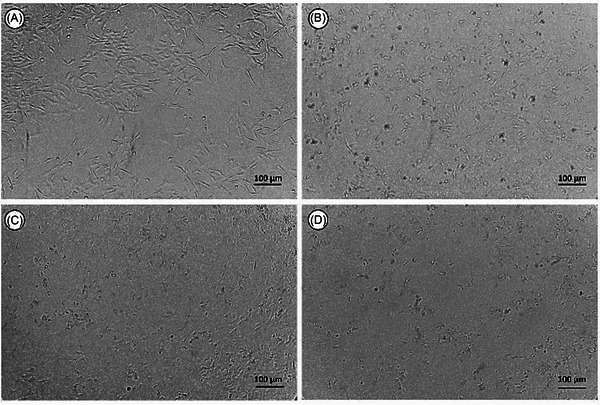 PMC12781164 – cbdv70837-fig-0005