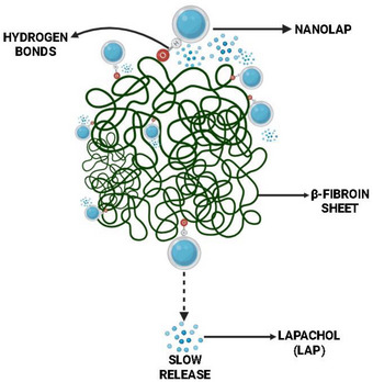 PMC12781164 – cbdv70837-fig-0007