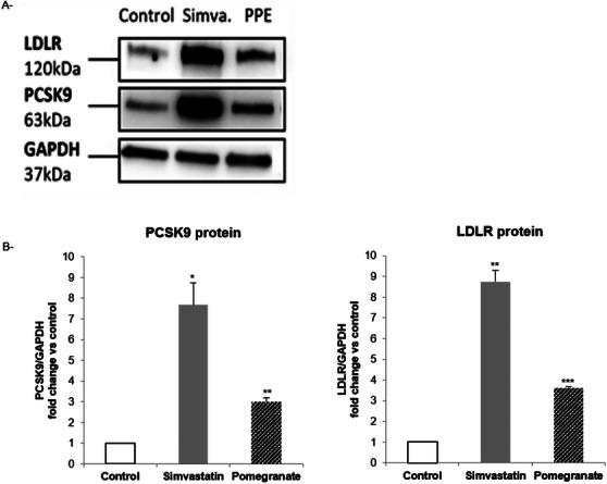 PMC12761359 – cbdv70644-fig-0003