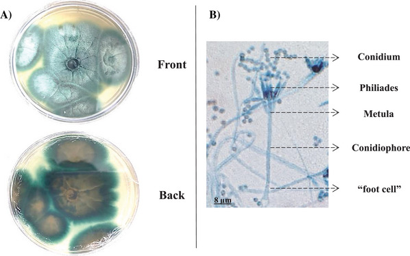 PMC12761365 – cbdv70690-fig-0001