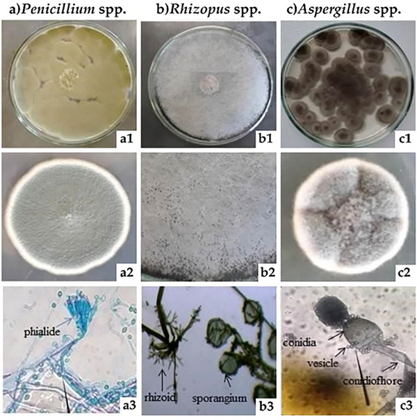 PMC12761357 – cbdv70612-fig-0004