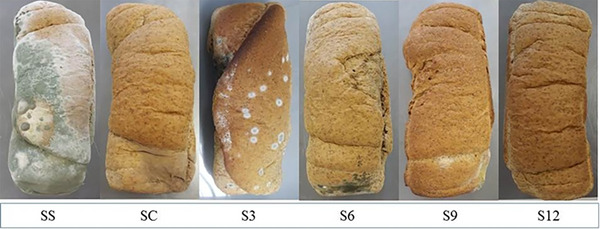 PMC12761357 – cbdv70612-fig-0007