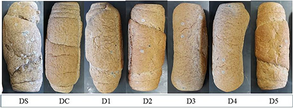 PMC12761357 – cbdv70612-fig-0006