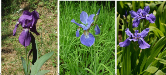 PMC12780939 – cbdv70800-fig-0001