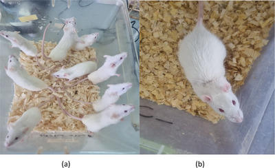 PMC12953217 – cbdv71031-fig-0012