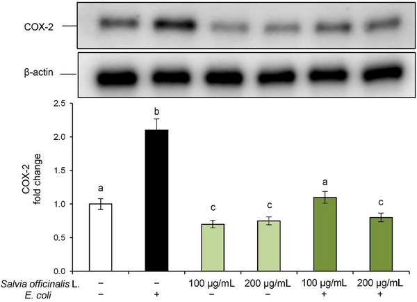 PMC12781621 – cbdv70811-fig-0004
