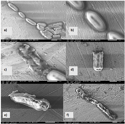 PMC12781048 – cbdv70828-fig-0005