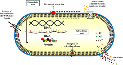 PMC12781048 – cbdv70828-fig-0006