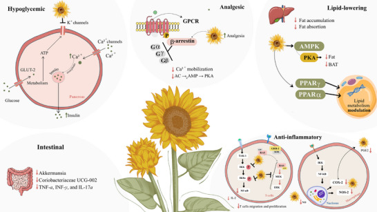 PMC12908930 – cbdv70987-fig-0003