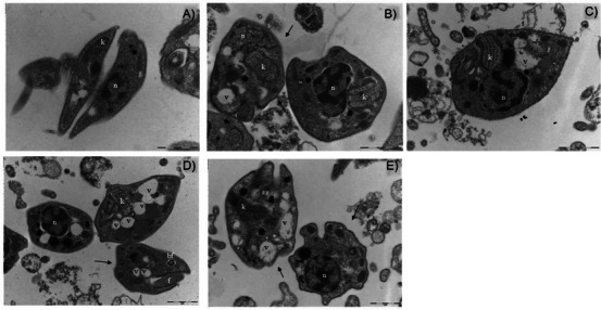 PMC12812226 – cbdv70893-fig-0004