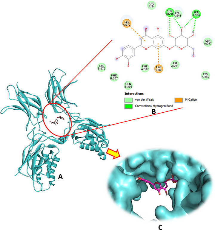 PMC12761346 – cbdv70650-fig-0006