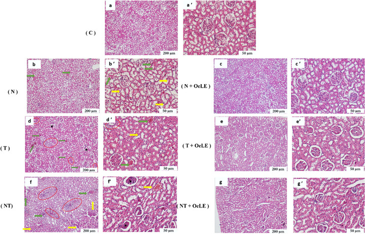 PMC12761346 – cbdv70650-fig-0007