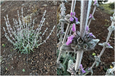 PMC12774863 – cbdv70840-fig-0004