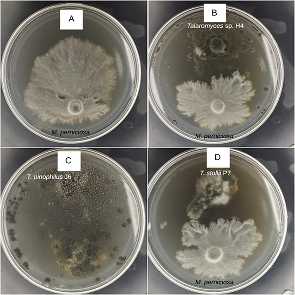 PMC12790416 – cbdv70812-fig-0001