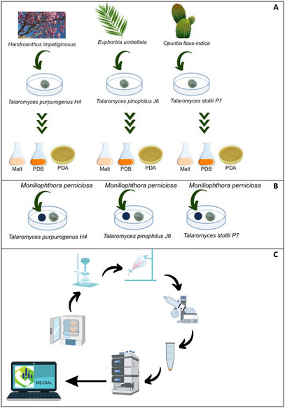 PMC12790416 – cbdv70812-fig-0004