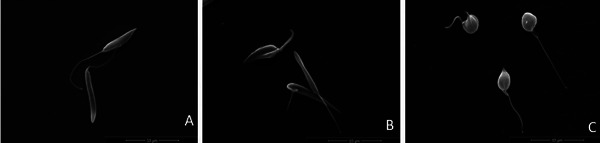 PMC12790417 – cbdv70881-fig-0002