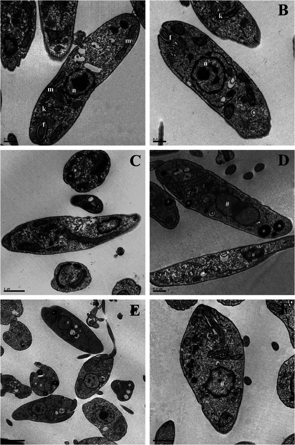 PMC12790417 – cbdv70881-fig-0003
