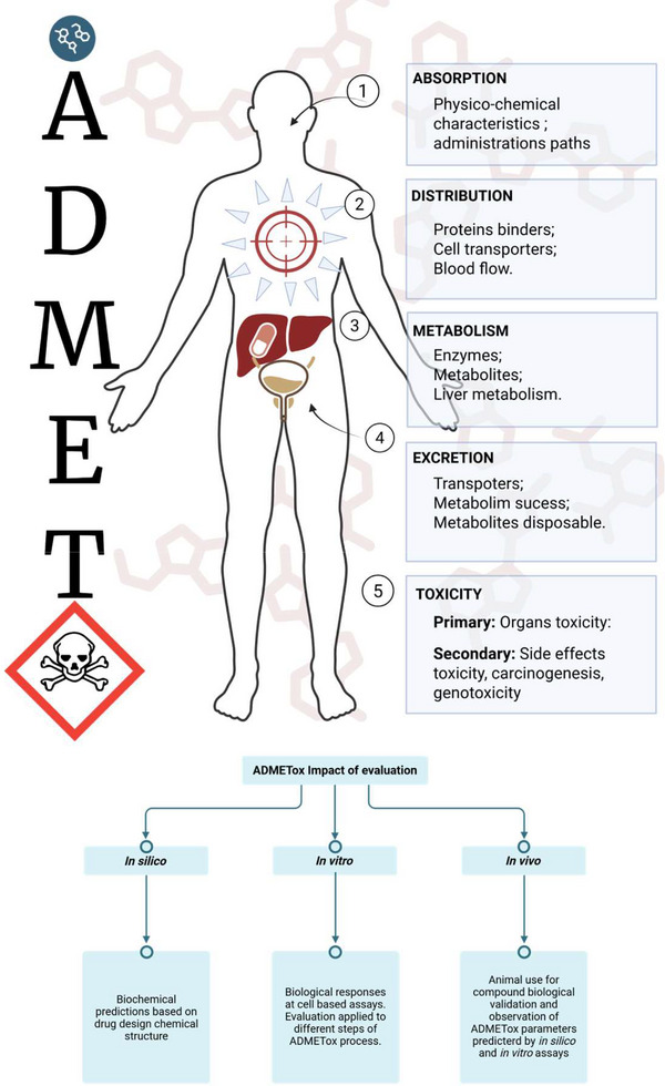PMC12908931 – cbdv70979-fig-0006