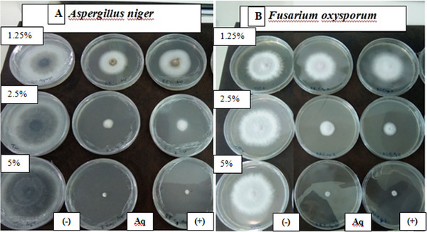 PMC13066725 – cbdv71190-fig-0005