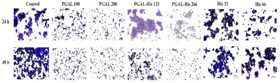 PMC13112469 – cbdv71266-fig-0004