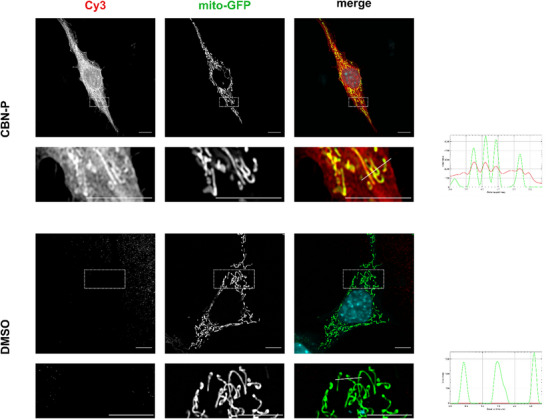 PMC12160979 – chem202501143-fig-0003