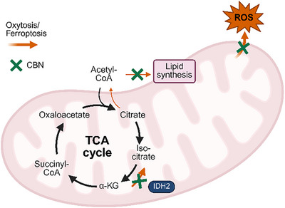 PMC12160979 – chem202501143-fig-0005