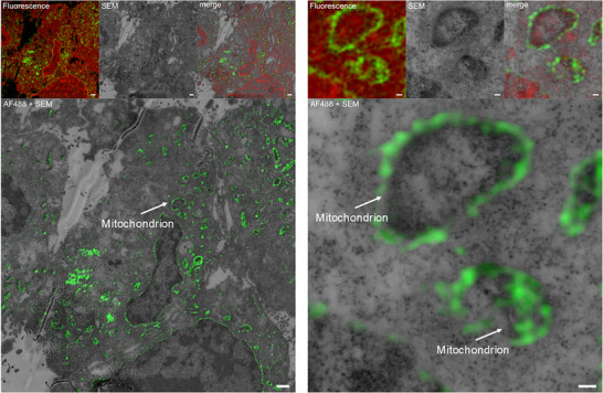 PMC12160979 – chem202501143-fig-0004